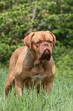 DOGUE DE BORDEAUX 090